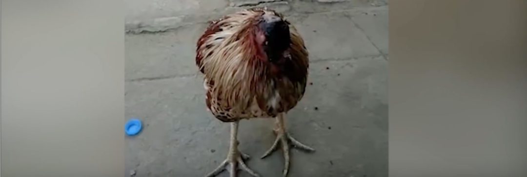 Una gallina lleva más de una semana viviendo sin cabeza en Tailandia