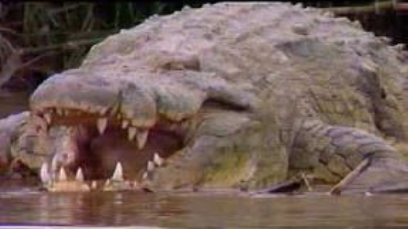 10 Animales Aterradores Encontrados En Ríos 10 Animales Aterradores Encontrados En Ríos