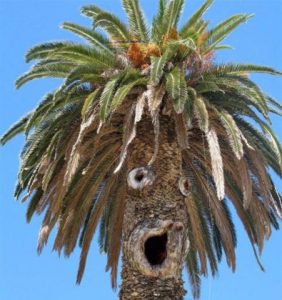 pareidolias-1