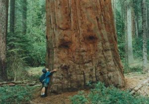 pareidolias-2