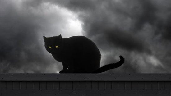 gatos negros de la mala suerte gatos negros de la mala suerte