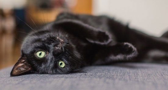 maldición de los gatos negros maldición de los gatos negros