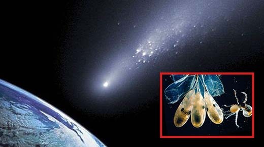 La teoría Científica Sugiere que los Pulpos son Extraterrestres