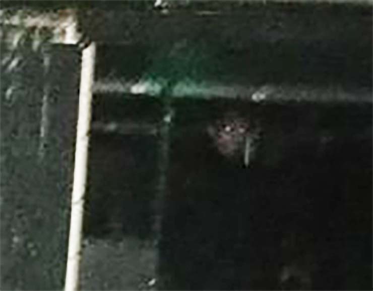 Fotografían el rostro demoníaco de un monje