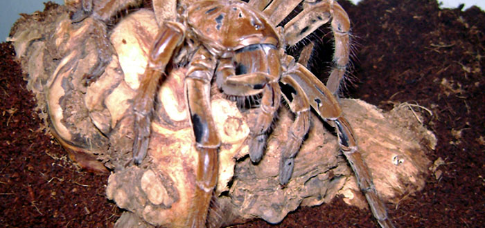 arañas gigantes