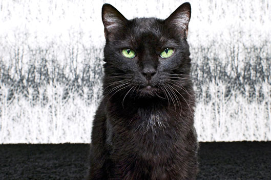 gatos negros